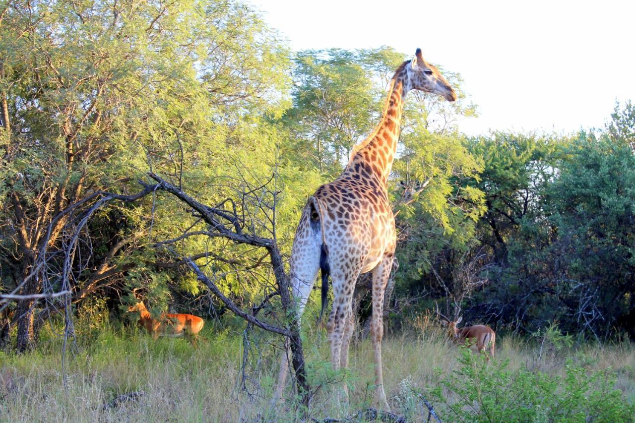 Ndlovu Log Home Dinokeng Klipdrift Bagian luar foto