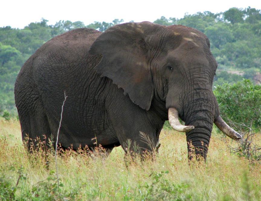 Ndlovu Log Home Dinokeng Klipdrift Bagian luar foto