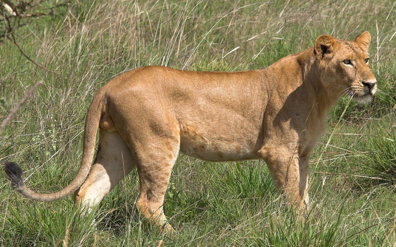 Ndlovu Log Home Dinokeng Klipdrift Bagian luar foto