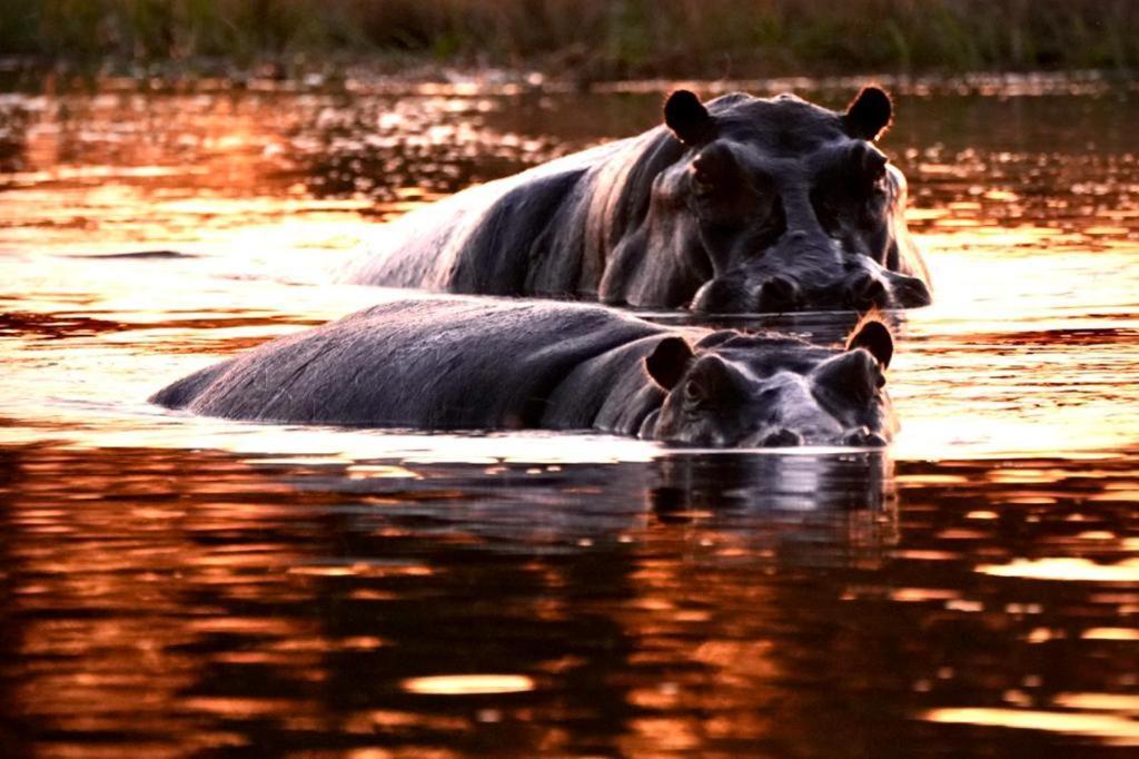 Ndlovu Log Home Dinokeng Klipdrift Bagian luar foto