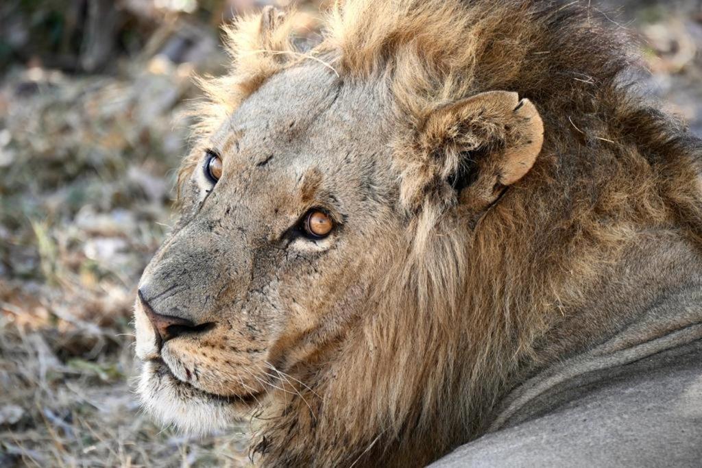 Ndlovu Log Home Dinokeng Klipdrift Bagian luar foto