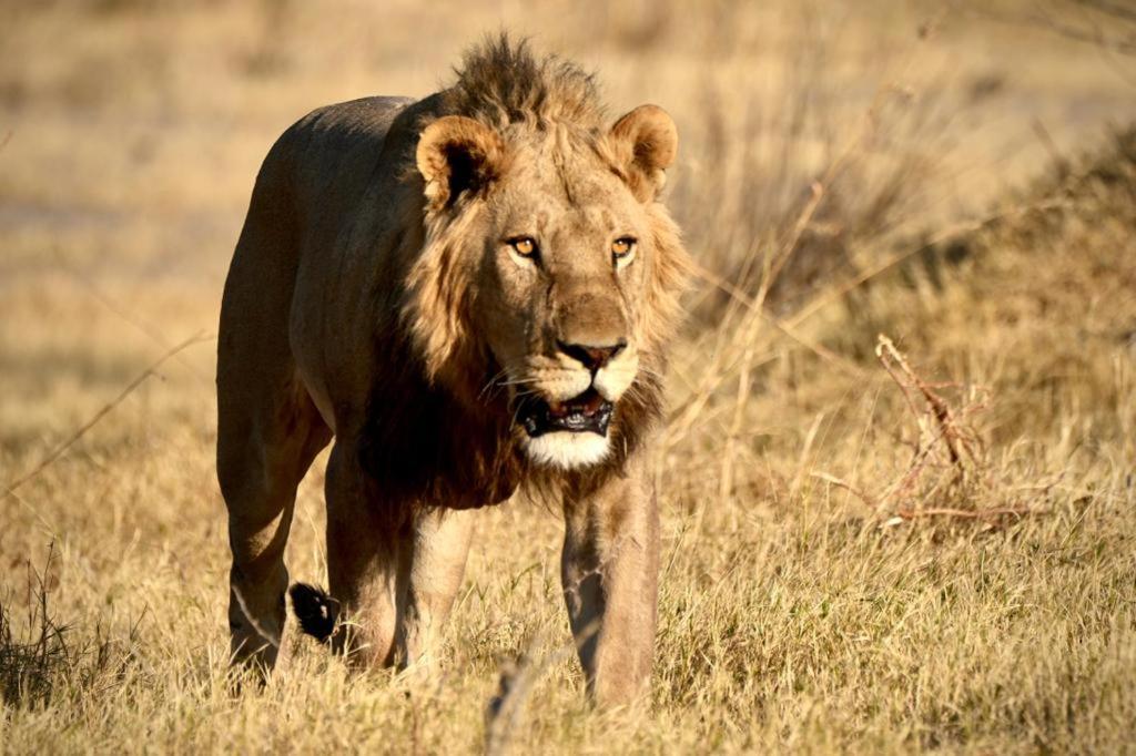 Ndlovu Log Home Dinokeng Klipdrift Bagian luar foto