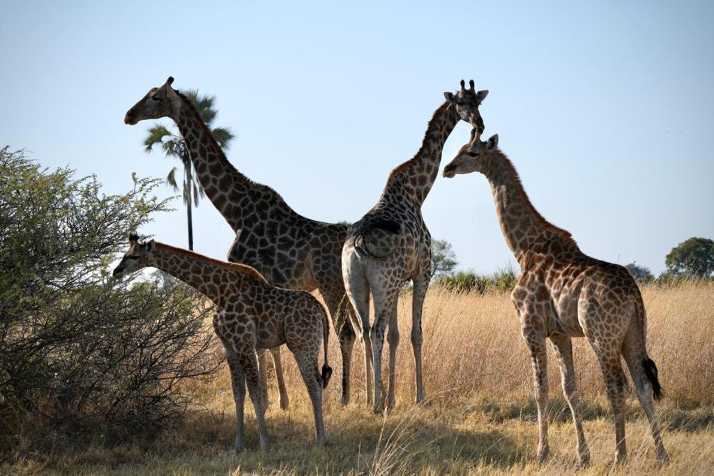 Ndlovu Log Home Dinokeng Klipdrift Bagian luar foto