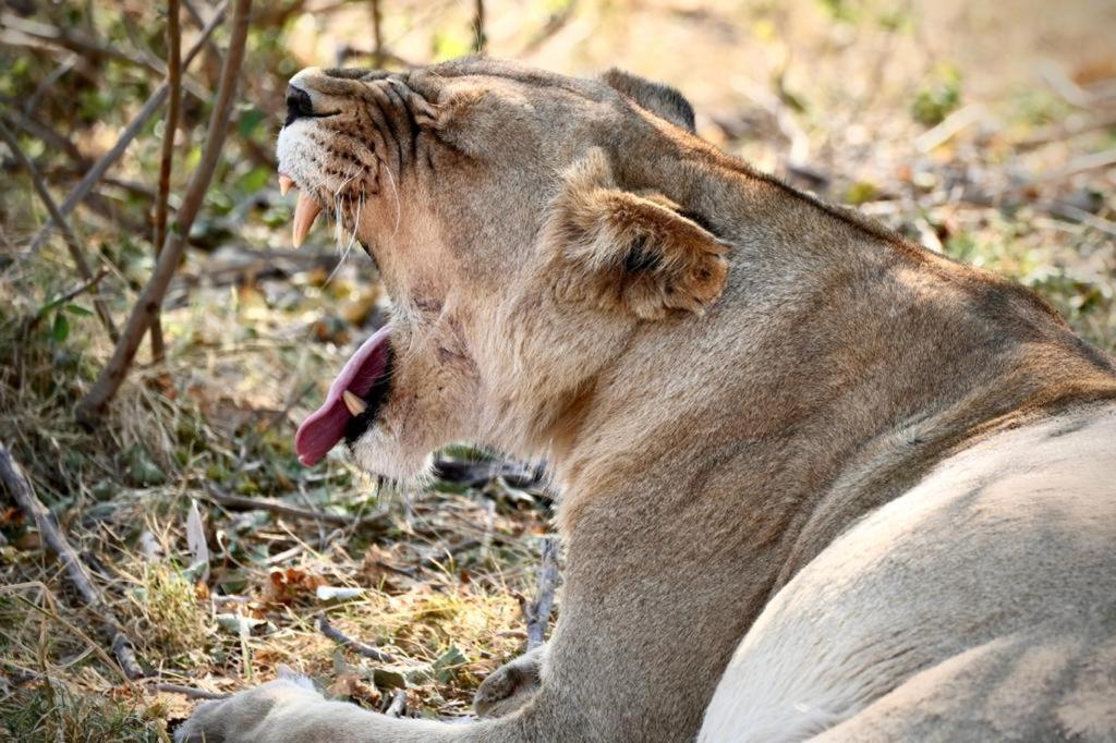 Ndlovu Log Home Dinokeng Klipdrift Bagian luar foto