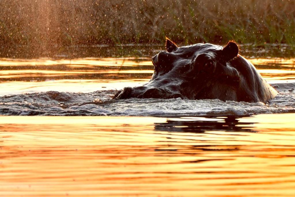 Ndlovu Log Home Dinokeng Klipdrift Bagian luar foto
