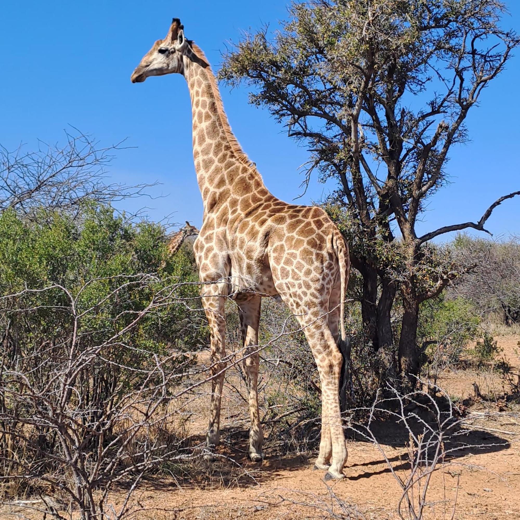 Ndlovu Log Home Dinokeng Klipdrift Bagian luar foto